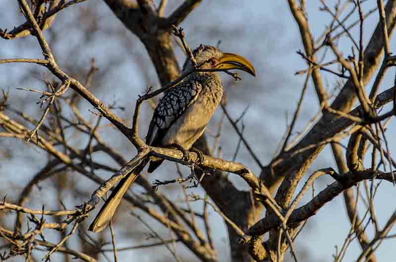 86 - Pajaro Southern Yellow-Billed Hornbill - reserva Sabi Sands - Sudafrica